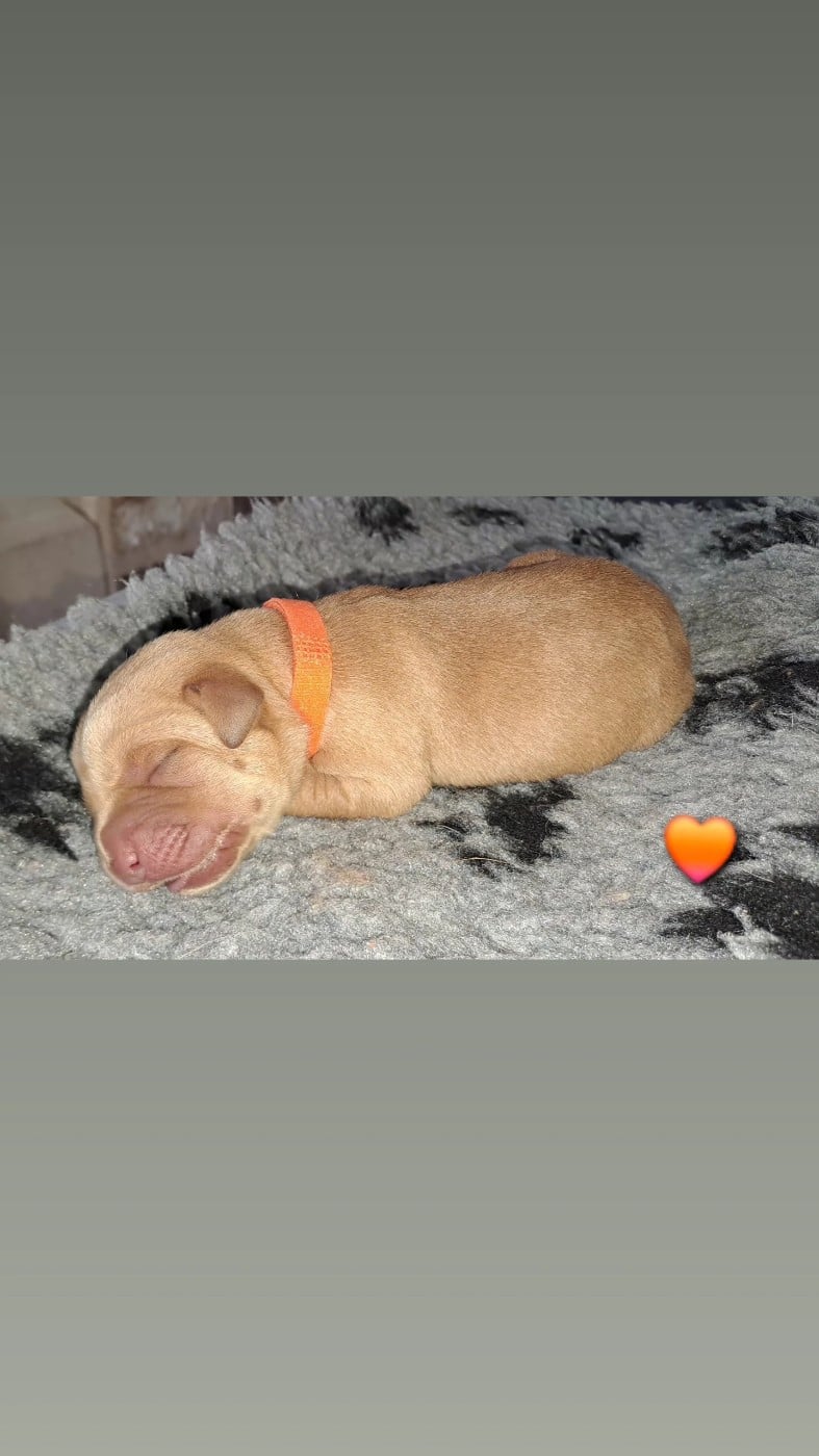 CHIOT orange - Labrador Retriever