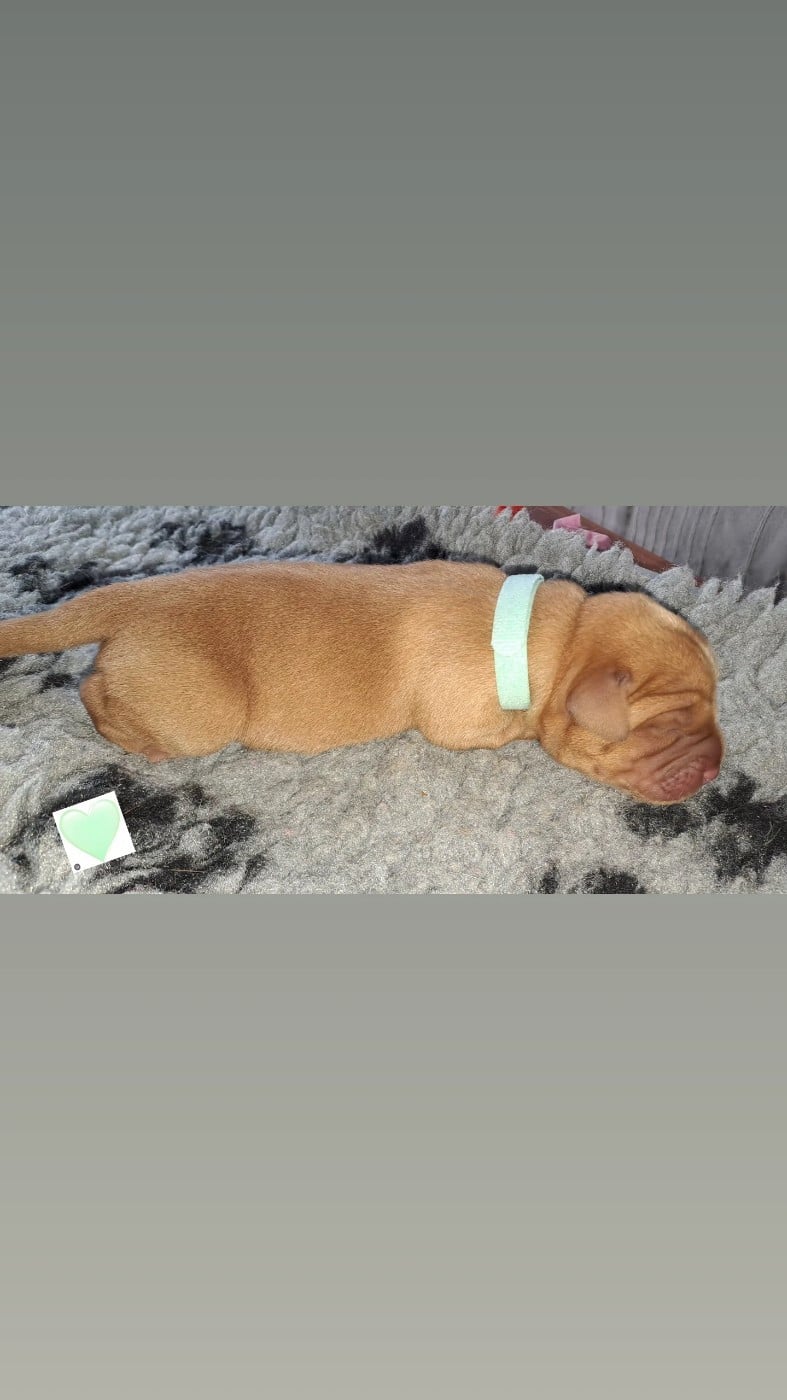 CHIOT vert d eau - Labrador Retriever
