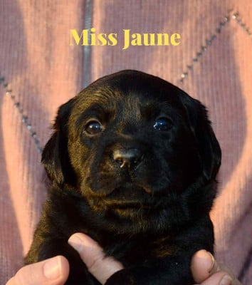 Les chiots de Labrador Retriever