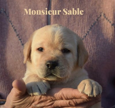 Les chiots de Labrador Retriever