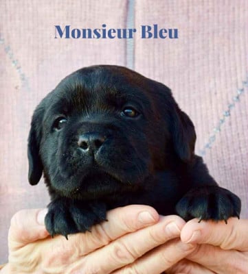 Les chiots de Labrador Retriever