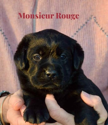 Les chiots de Labrador Retriever