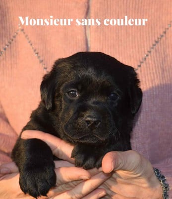 Les chiots de Labrador Retriever