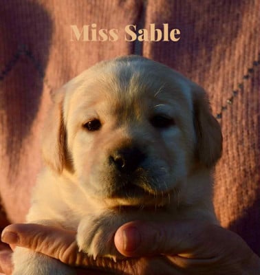 Les chiots de Labrador Retriever