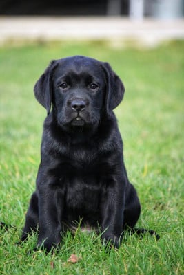 Les chiots de Labrador Retriever