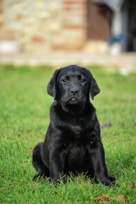 Les chiots de Labrador Retriever