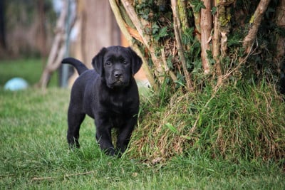 Les chiots de Labrador Retriever