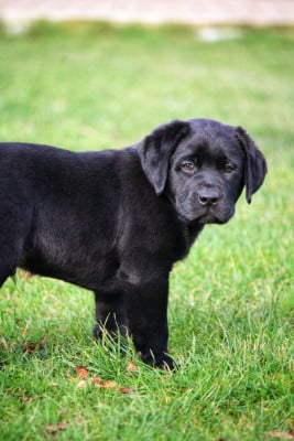 Les chiots de Labrador Retriever