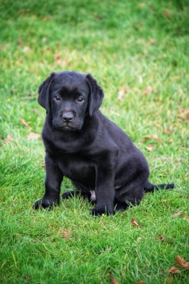 Les chiots de Labrador Retriever