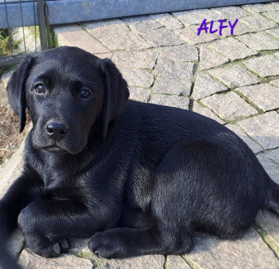 Les chiots de Labrador Retriever