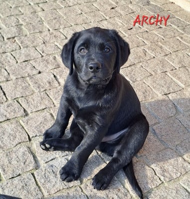 Les chiots de Labrador Retriever