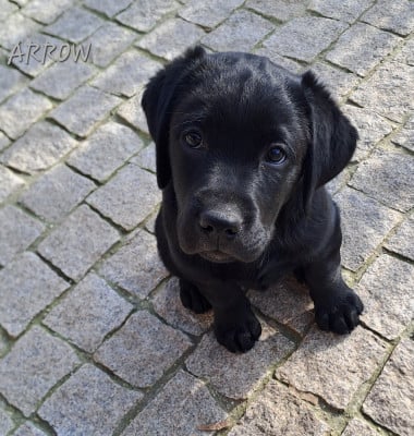 Les chiots de Labrador Retriever