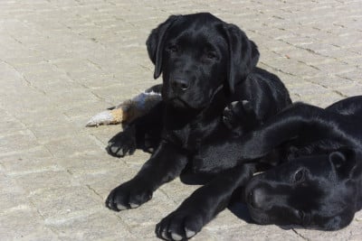 Les chiots de Labrador Retriever