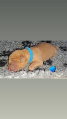 Labrador Retriever