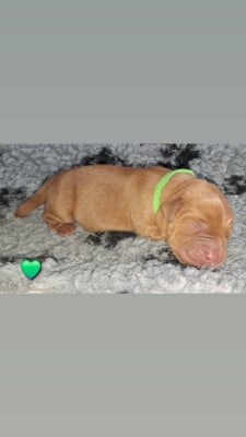 CHIOT vert - Labrador Retriever