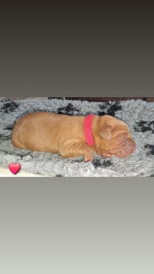CHIOT rouge - Labrador Retriever