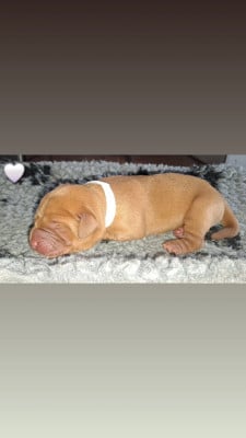 CHIOT blanc - Labrador Retriever