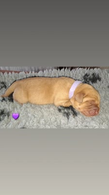 CHIOT violet - Labrador Retriever
