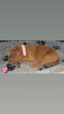 CHIOT rose - Labrador Retriever