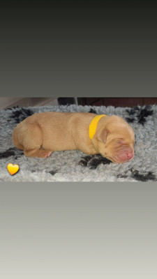 CHIOT jaune - Labrador Retriever