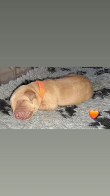 CHIOT orange - Labrador Retriever