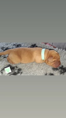 CHIOT vert d eau - Labrador Retriever