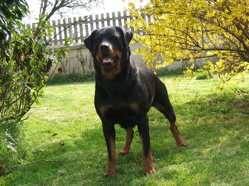 Publication : du puits a loups Auteur : Stéphanie Ferandeau