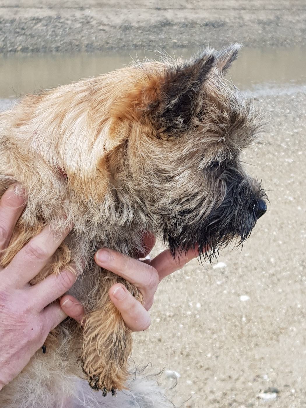 Reve d'elle de Cosédia