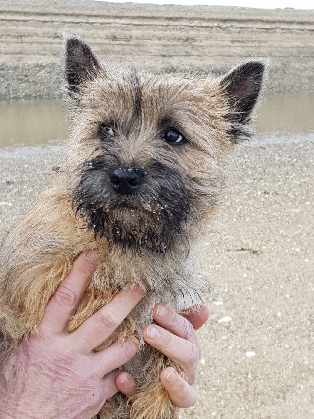 Reve d'elle de Cosédia