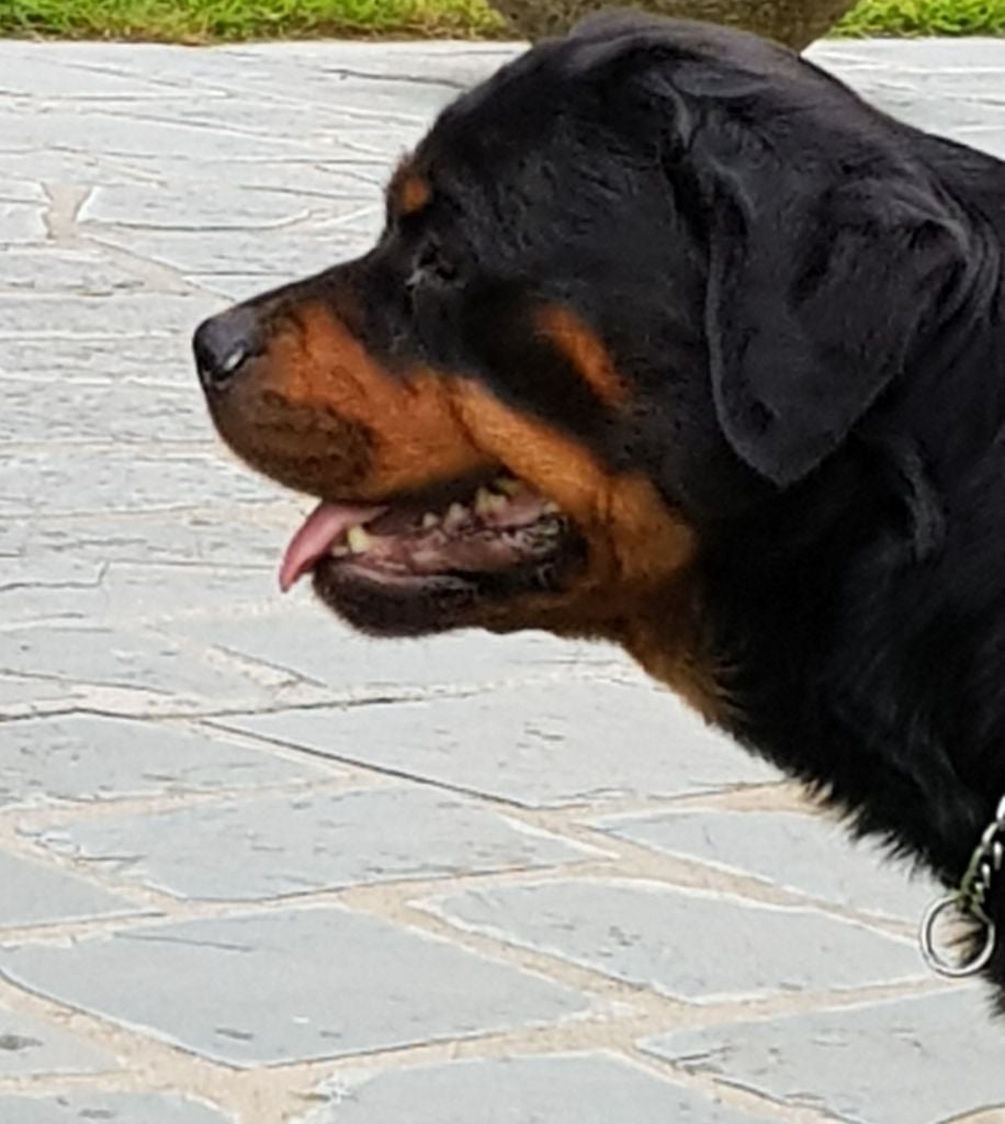 Publication : du puits a loups Auteur : S.Ferandeau