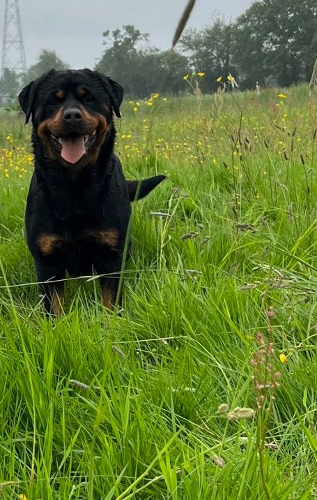 Publication : du puits a loups Auteur : S.Ferandeau