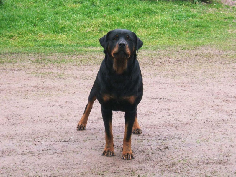 Publication : du puits a loups Auteur : Stéphanie Ferandeau