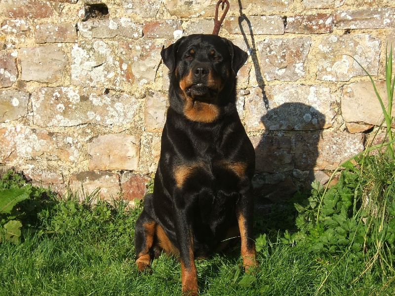 Publication : du puits a loups Auteur : Stéphanie Ferandeau