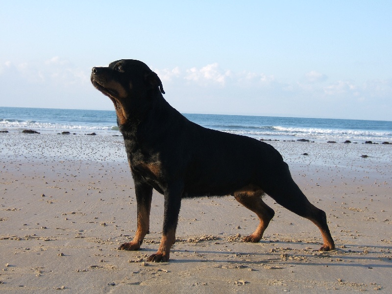 Publication : du puits a loups Auteur : Stéphanie Ferandeau