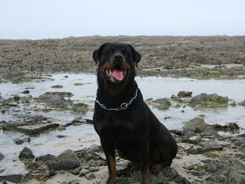 Publication : du puits a loups Auteur : Stéphanie Ferandeau