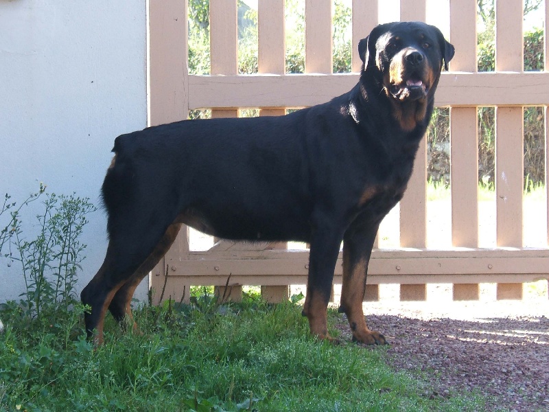 Publication : du puits a loups Auteur : Stéphanie Ferandeau