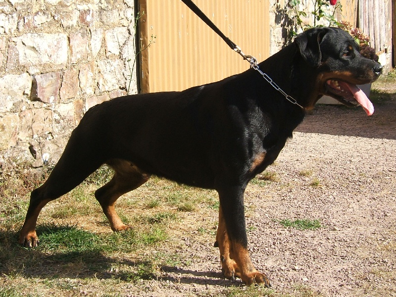 Publication : du puits a loups Auteur : Stéphanie Ferandeau