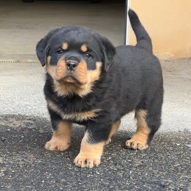 Rottweiler - du puits a loups