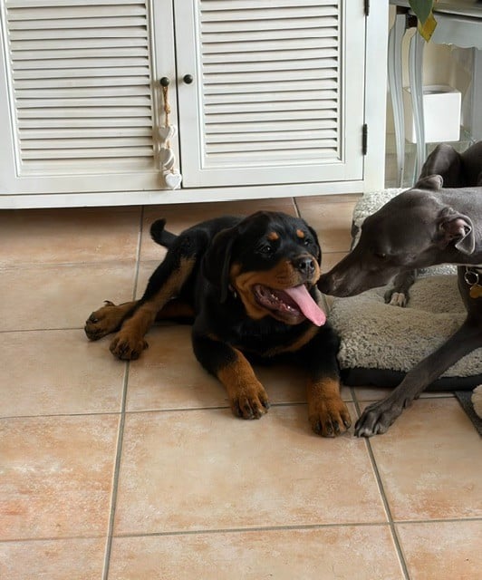 AYRTON (nom provisoir)