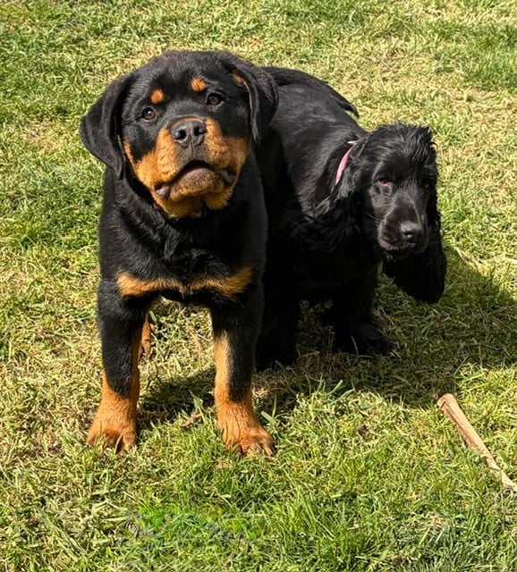 AYRTON (nom provisoir)