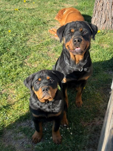 AYRTON (nom provisoir)