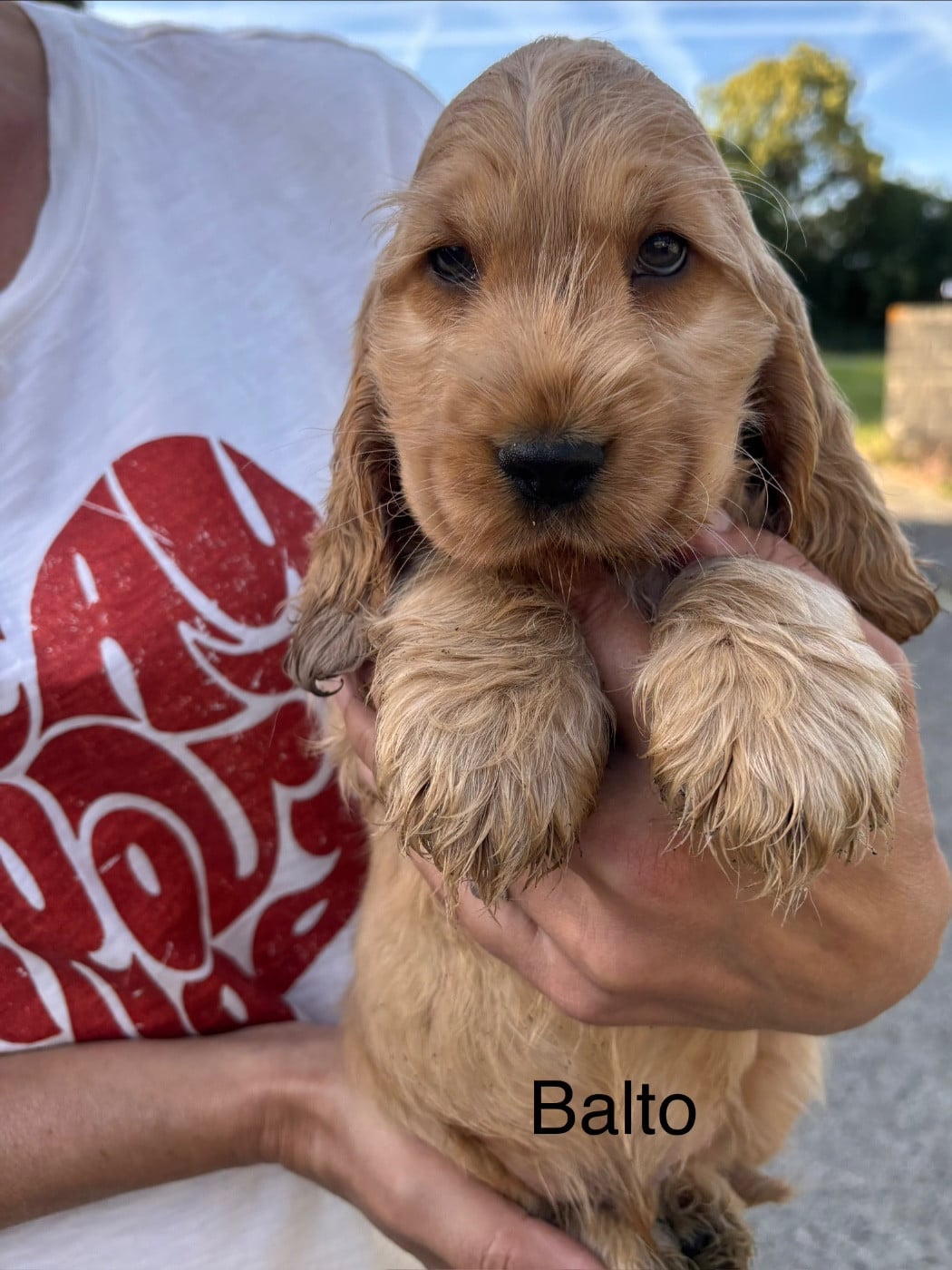 Balto