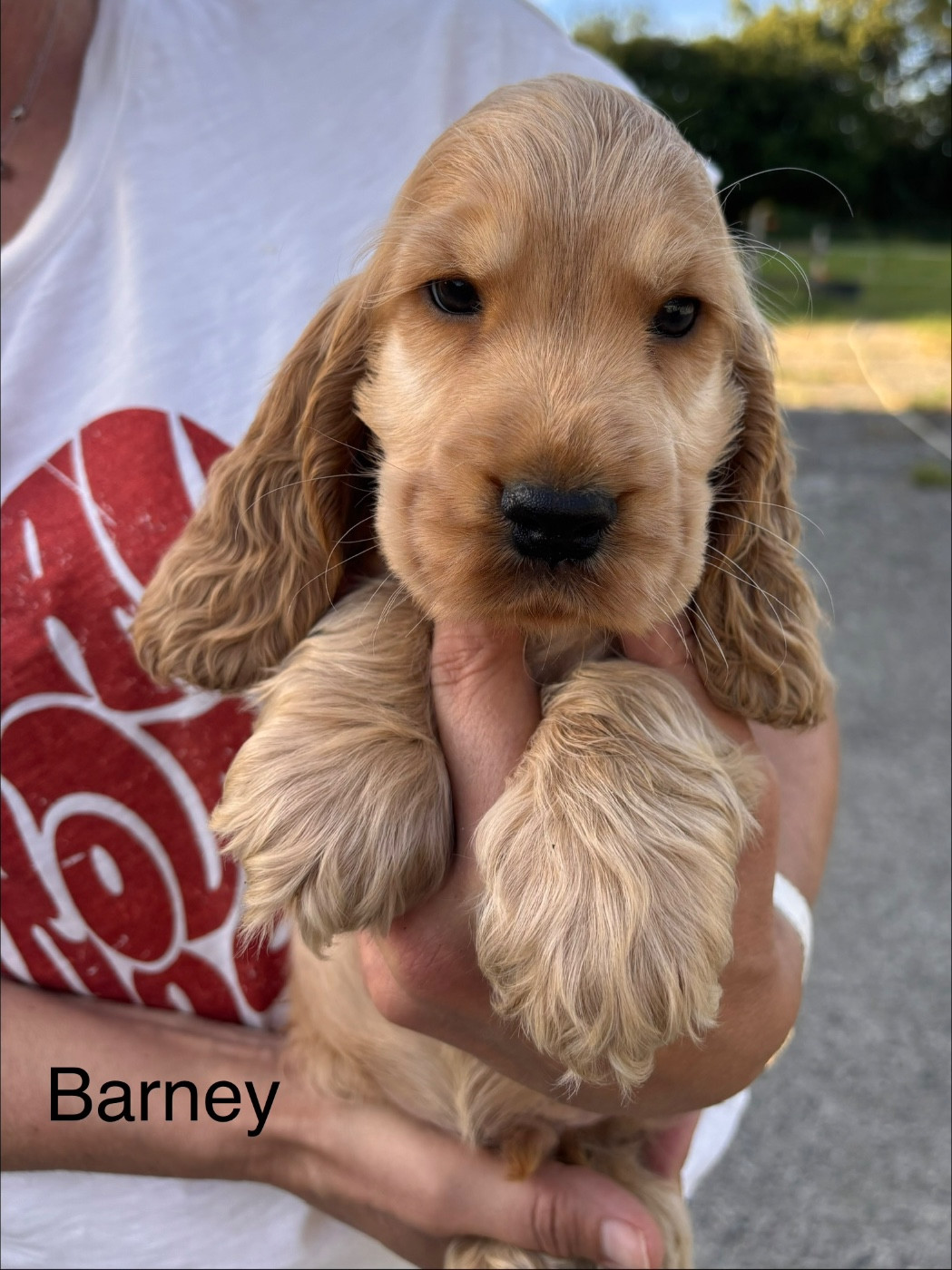 Barney