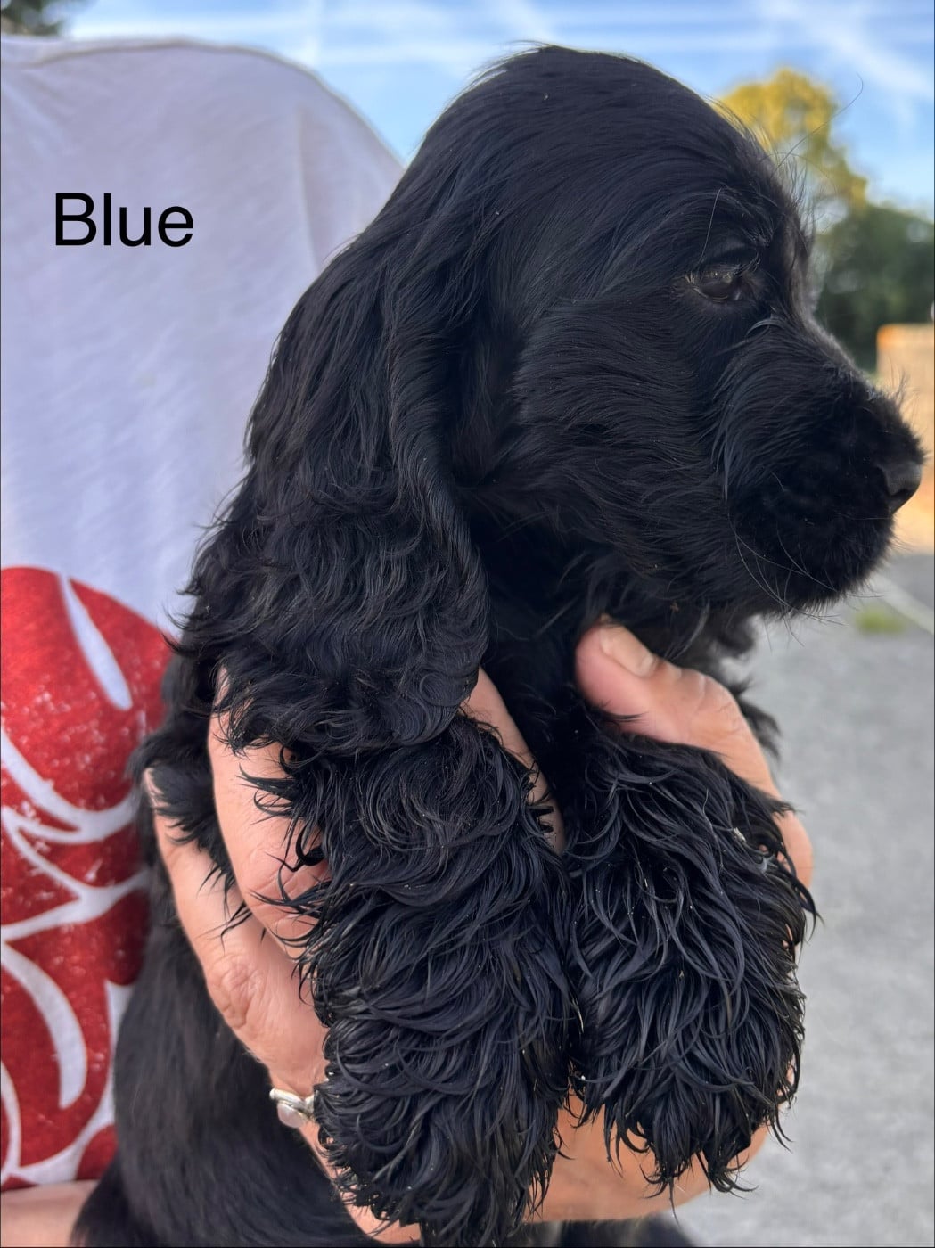 Blue
