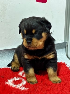Les chiots de Rottweiler
