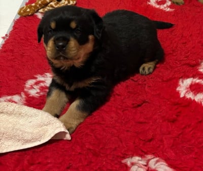 Les chiots de Rottweiler