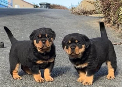 Les chiots de Rottweiler