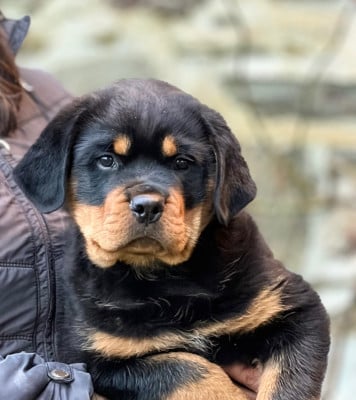 Les chiots de Rottweiler
