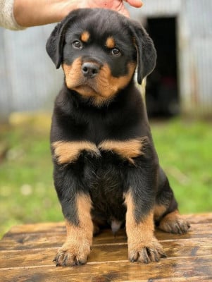 Les chiots de Rottweiler