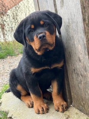 Les chiots de Rottweiler